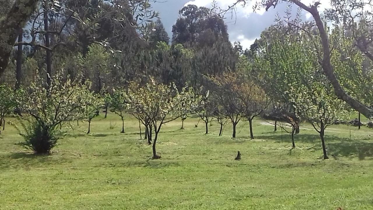 Quinta Damigo Pension Seia Buitenkant foto